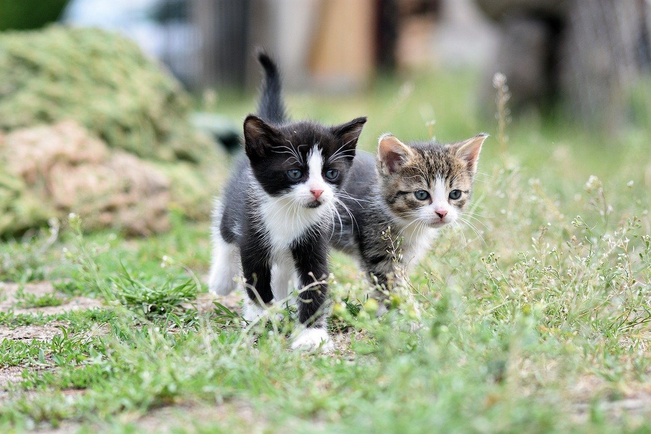 How to Create a Community Resource for Pet Adoption